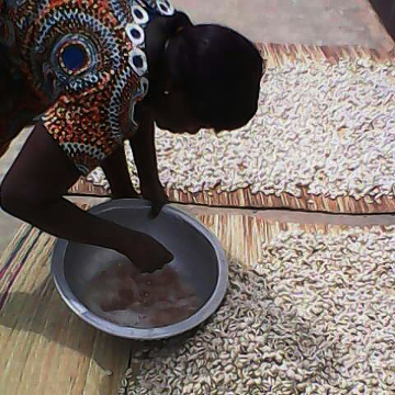 Drying cowry shells in the sun